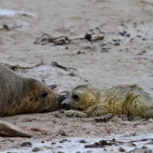 Ein Kegelrobbenjunges mit seiner Mutter auf der Helgoländer Düne. Stock/LKN-SH