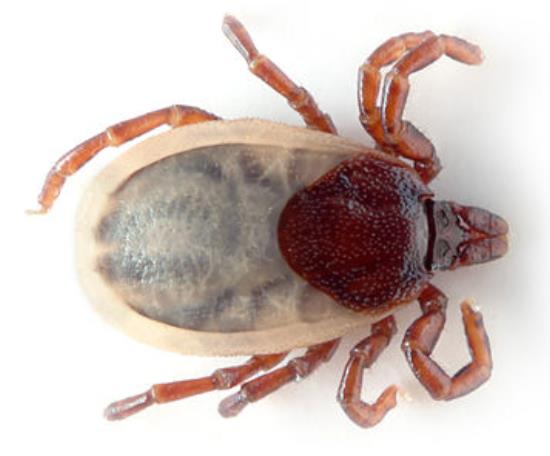 Zecke_Ixodes_hexagonus_(aka)