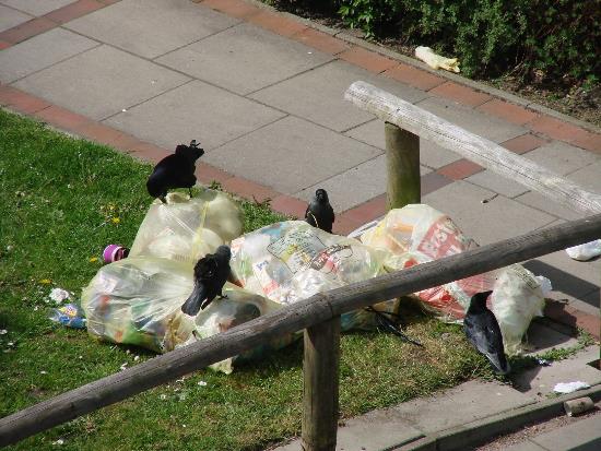 foto.h.kroeger@web.de - Krähen und Raben reißen ständig Wertstoffsäcke auf - ME - ATT00735