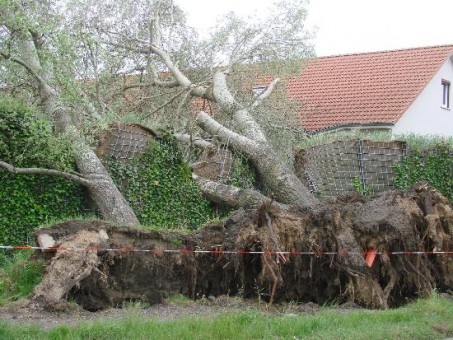 tbf110515_Sturmschaeden_Kroeger_003