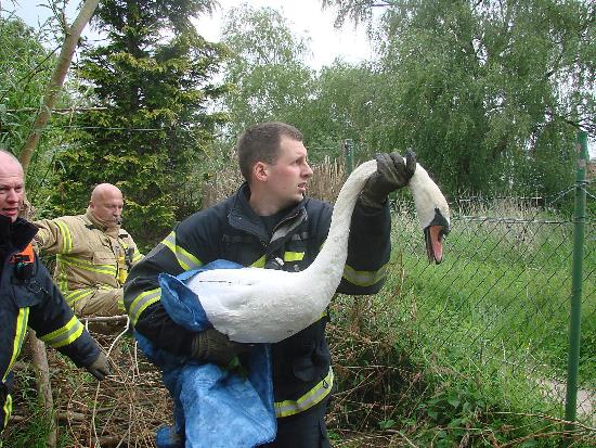 tbf280515_Schwan-Rettung_Kroeger_010