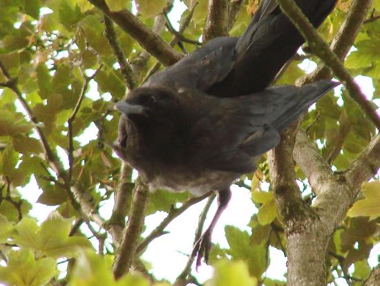 tbf040815_Kraehe_Kroeger_024