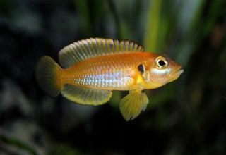 Lamprologus ocellatus male