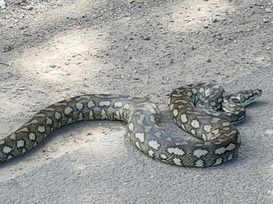 2016-08-16-australischer Python in Reinfeld