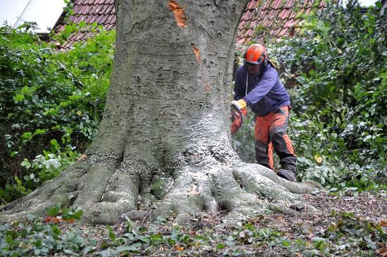 tbf091017_Baumfaellung_Kroeger_006