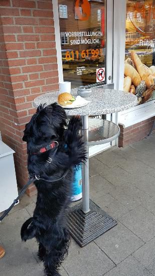 tbf080218_Hundi will doch nur fressen_017