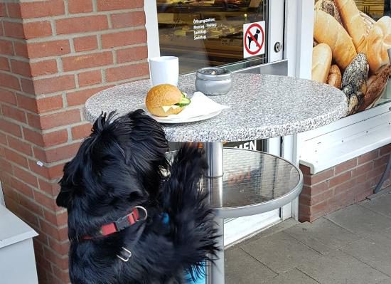 tbf080218_Hundi will doch nur fressen_018