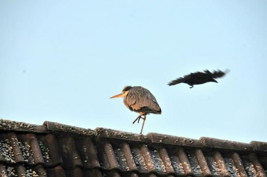 tbf150218_Graureiher_Kasnitz_005