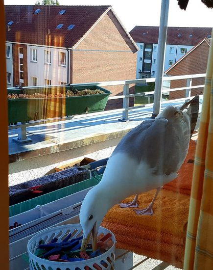 tbf090718_Raubmoewe_Freywald_005