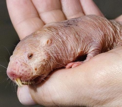 Missouri st news and events scientists explain why naked mole